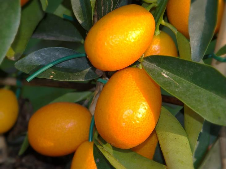 Кумкват — выращивание в домашних условиях капризного золотого апельсина