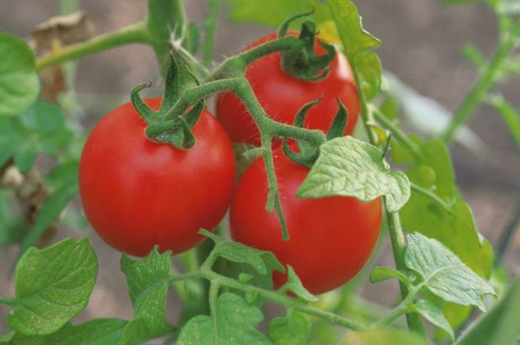 Квартирный огород: выращиваем помидоры на балконе и подоконниках