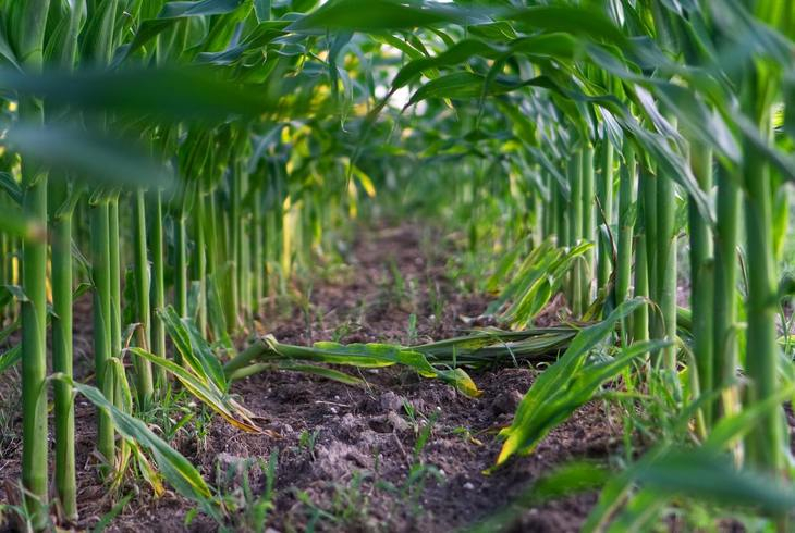 Выбор гибридов кукурузы по типу почвы – тренд 2022