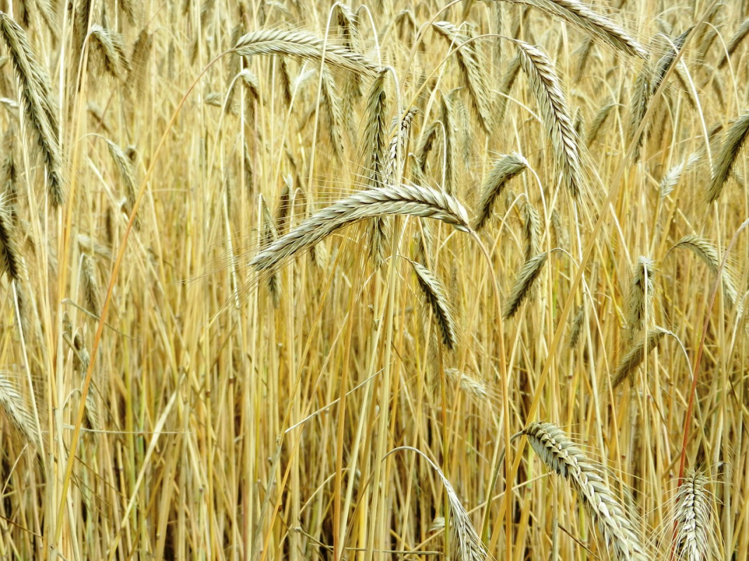 Камчатские фермеры замахнулись на выращивание пшеницы, ржи и овса