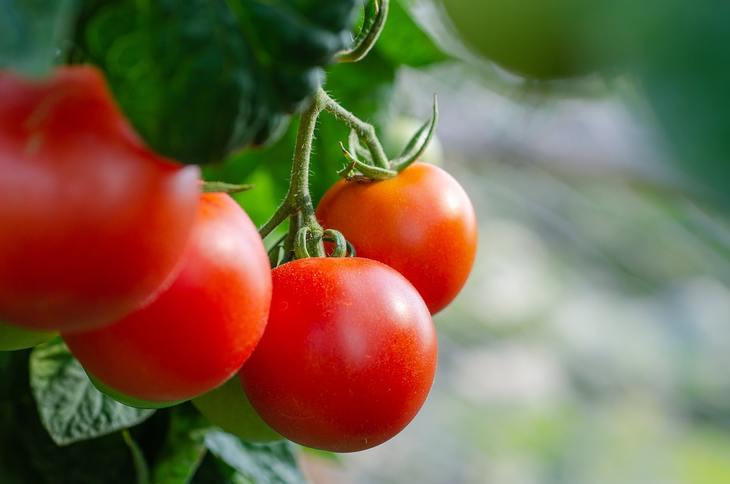 В самой умной теплице помидоры дают 50 кг с квадратного метра