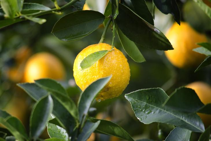 Как вырастить лимон на подоконнике и правильно за ним ухаживать